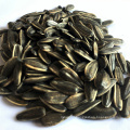 sunflower seeds kernels from xinjiang